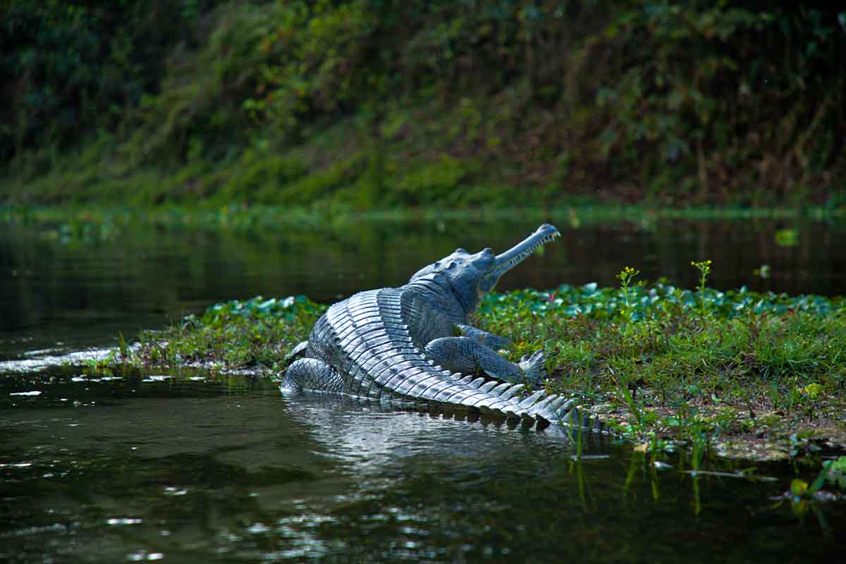 Gharial In Chitwan National Park